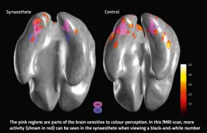 Beyond the Senses: Understanding Synaesthesia