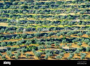 West Bank Farmers Lose Groves Ahead of Harvest
